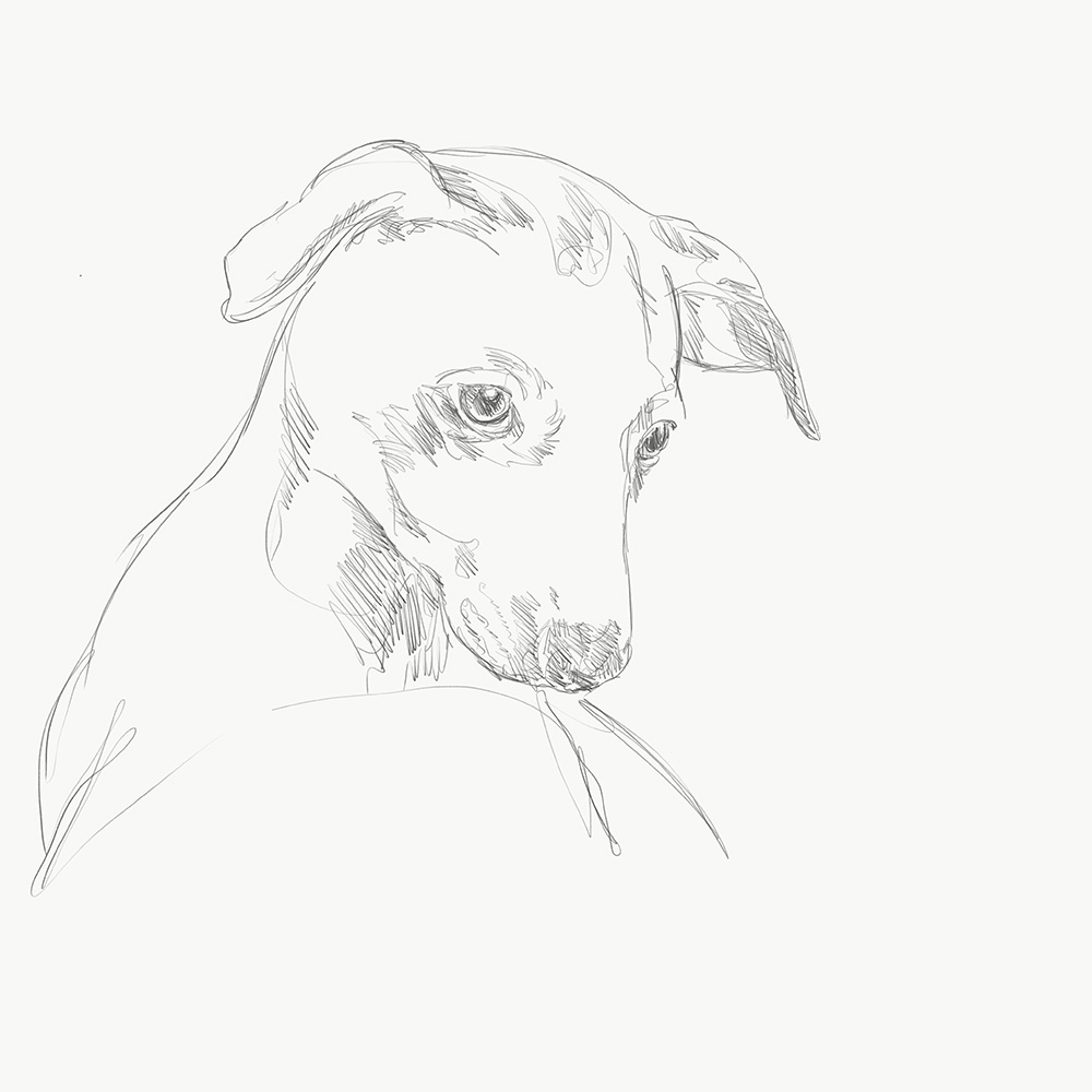 ARTXXL_dog_002_pencil